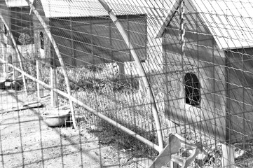 Wooden chicken houses behind metal fences (Umbria, Italy, Europe)