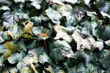 深緑の葉 Dark green leaves