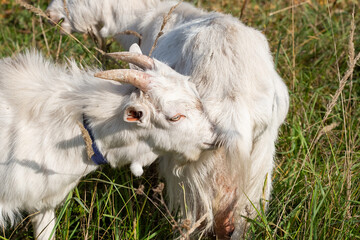 Two goats mother and child in the field