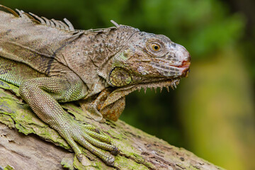 Soft focus of a lesser Antillean iguana on a log at a forest