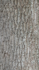 Oak trunk texture for background, wallpaper, material for texture 3D