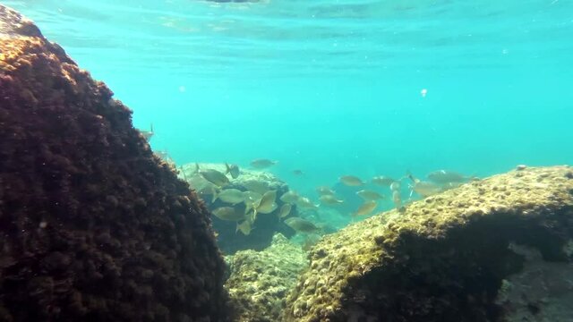 Branco di pesci sarpa - salpa tra gli scogli del mar mediterraneo in Sicilia