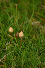 liberty caps also known as magic mushrooms growing in the wild