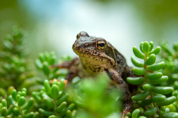 The head of a brown frog in green rock plants