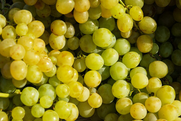 Full frame of ripe grapes on a summer day. Sweet grape background.