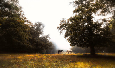 Paisajes de otoño