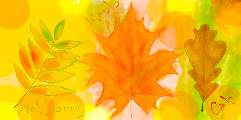Naklejka na ściany i meble Autumn leaves of oak, maple, mountain ash