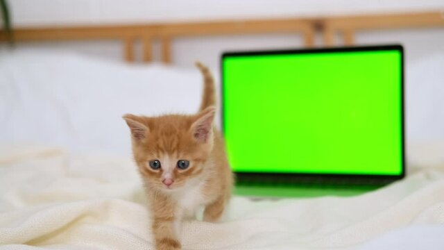Small red kitten looks into a laptop with green screen. Advertising of goods for cats and kittens. Chroma key