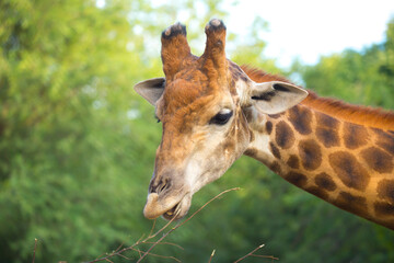 Giraffe in the park eats branches giraffe's head peeps out