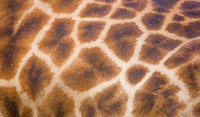 Giraffe stains background texture close-up coloring camouflage space for copy