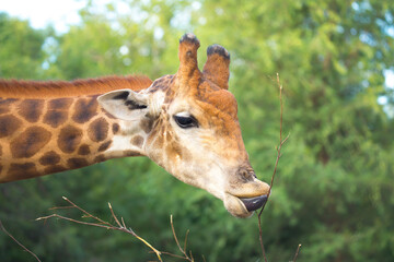 Giraffe in the park eats branches giraffe's head peeps out