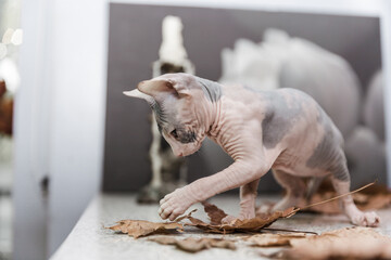 kitten sphynx playing with autumn orange leaves on gray background