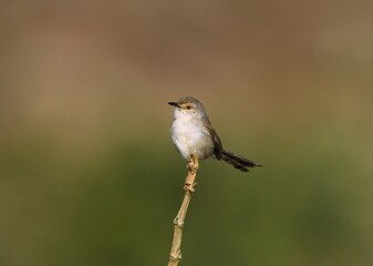 Obraz premium red backed shrike