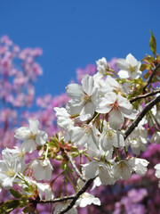 純白の桜とコバノミツバツツジ