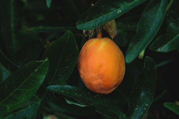 Passion vine fruit