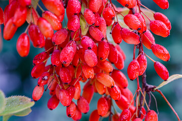 Red Berberis vulgaris Fruits on branch in autumn garden, close up, macro. Red Ripe  European...