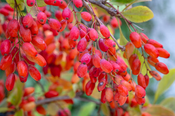 Red Berberis vulgaris Fruits on branch in autumn garden, close up, macro. Red Ripe  European...
