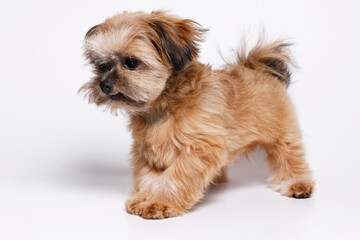 Portrait of cute puppy Shih tzu. Little smiling dog on white background. Free space for text.