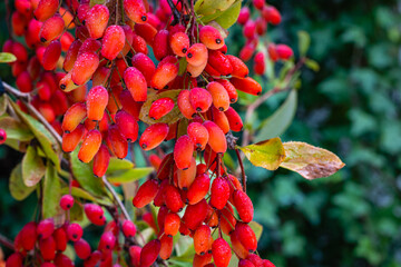 Red Berberis vulgaris Fruits on branch in autumn garden, close up, macro. Red Ripe  European barberry berries ready for harvesting.