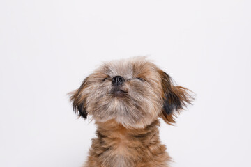 Portrait of cute puppy Shih tzu. Little smiling dog on white background. Free space for text.