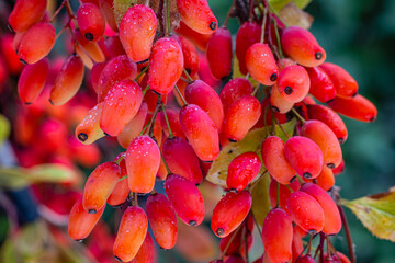 Red Berberis vulgaris Fruits on branch in autumn garden, close up, macro. Red Ripe  European...