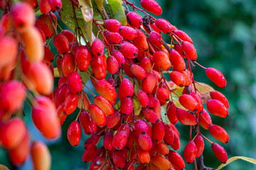 Red Berberis vulgaris Fruits on branch in autumn garden, close up, macro. Red Ripe  European...