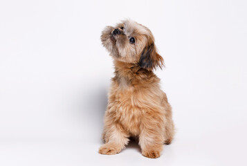 Portrait of cute puppy Shih tzu. Little smiling dog on white background. Free space for text.