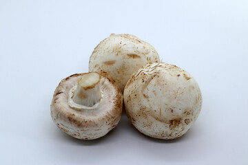 mushrooms on white background