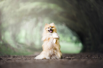 pomeranian dog in the grass