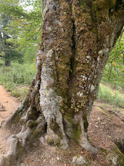 Arbres troncs GR20 corse dans la forêt