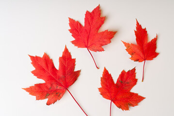 Naklejka na ściany i meble Red autumn leafs on a white background.