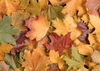 autumn maple leaf flat lay