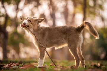 Border collie special dog with stick