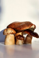 autumn porcini mushrooms on a light background