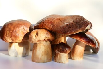 boletus edulis mushroom isolated