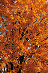 colourful natural autumn tree background