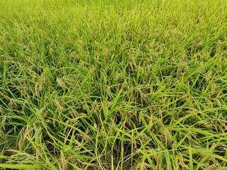 green grass background