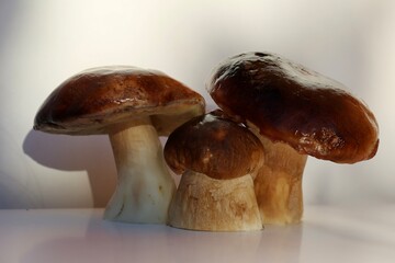 mushrooms on a table