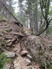 Troncs de pins sur le GR20 Corse