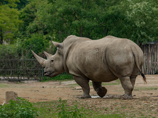 Walking southern white rhinoceros - back view