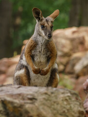 Inquisitive wallaby on the rock