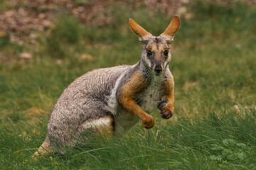 Eating wallaby on the green grassland