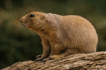 Black-tailed prairie dog on the guard