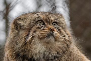 Pallas's cat, also called the Manul in winter coat