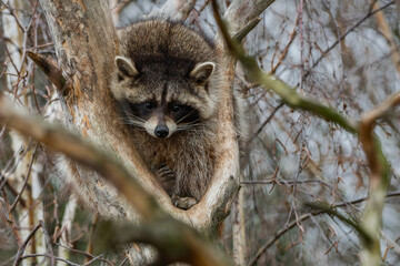 Raccoon on the tree at autumn