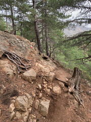 Troncs de pins sur le GR20 Corse