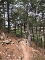 Troncs de pins sur le GR20 Corse