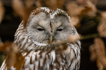 Ural owl head closeup portrait