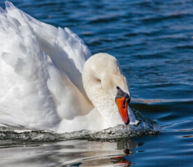 White swan is a hissing swan, beautifully floating on the water in attack.