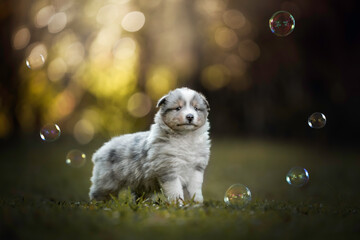Soap bubbles sheltie puppy in grass portrait